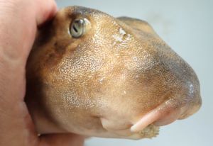ネコザメ 魚類 市場魚貝類図鑑