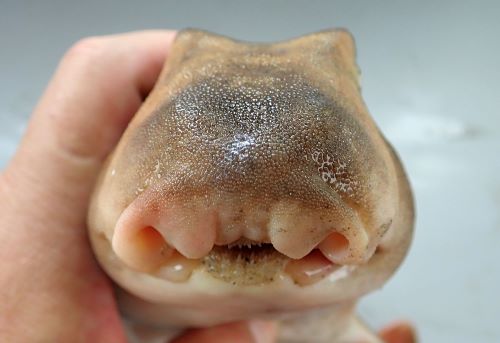 ネコザメ 魚類 市場魚貝類図鑑