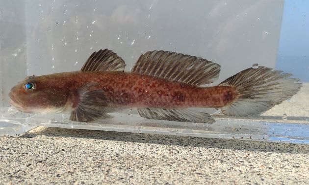 17cm SL 前後になる。全体に赤みを帯びて尾鰭が非常に長く暗色。顎に３対のヒゲがある。