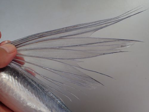 ツクシトビウオ | 魚類 | 市場魚貝類図鑑