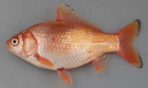 クリックで拡大表示