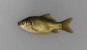 クリックで拡大表示