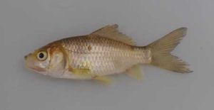 クリックで拡大表示