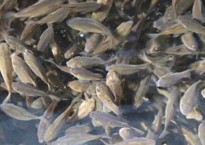 クリックで拡大表示