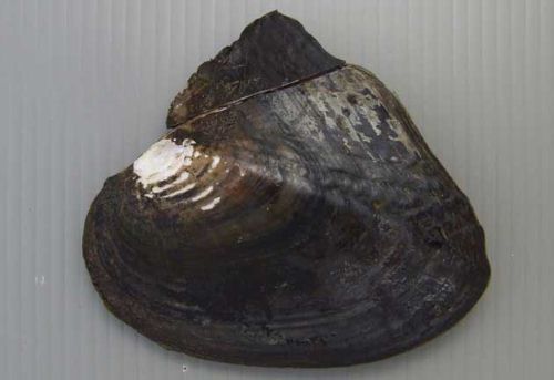 ヒレイケチョウガイ 軟体 市場魚貝類図鑑