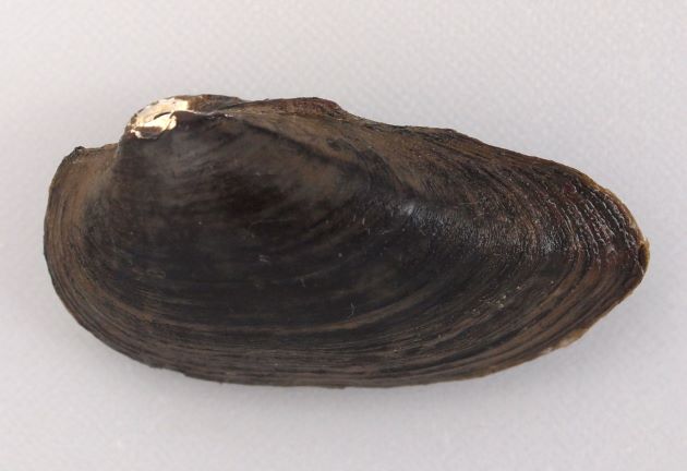 殻長60mm前後になる。長卵形で後背部が長く殻頂から前方部分がイシガイと比べると短い。腹縁はやや丸みを帯びる。