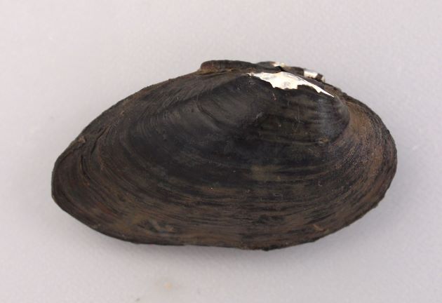 殻長60mm前後になる。長卵形で後背部が長く殻頂から前方部分がイシガイと比べると短い。腹縁はやや丸みを帯びる。