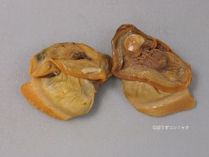 マルドブガイむき身