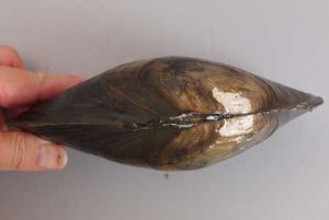 クリックで拡大表示