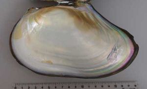 クリックで拡大表示