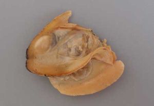 クリックで拡大表示