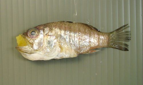 テンジクダイ 魚類 市場魚貝類図鑑