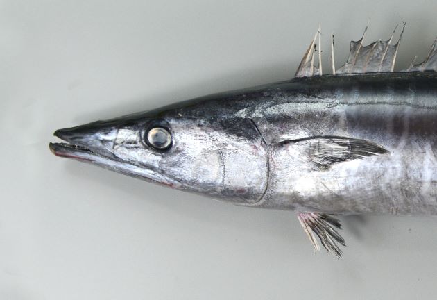 2.2m TL を超える。体表は小さな円鱗で覆われており、若魚の頃までは黒い横縞が無数にある。成魚になると横縞は消える。腹鰭と尻鰭は離れていて、小さい。小さな離鰭が尾鰭前方に並ぶ。