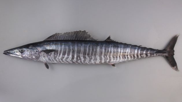 2.2m TL を超える。体表は小さな円鱗で覆われており、若魚の頃までは黒い横縞が無数にある。成魚になると横縞は消える。腹鰭と尻鰭は離れていて、小さい。小さな離鰭が尾鰭前方に並ぶ。