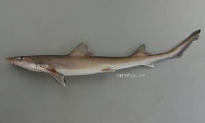 シロザメのサムネイル写真