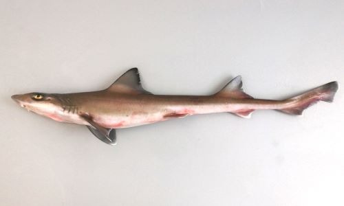 シロザメ | 魚類 | 市場魚貝類図鑑