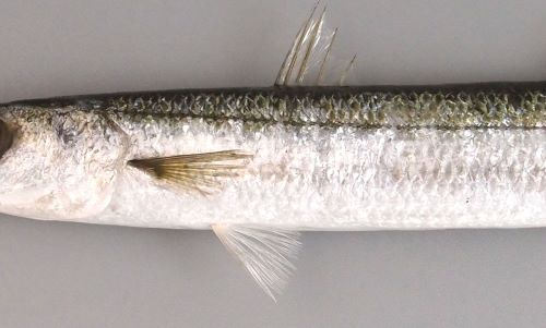 タイワンカマス 魚類 市場魚貝類図鑑