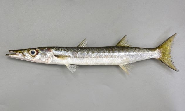 50cm SL前後になる。腹鰭は第１背鰭起部よりも前にある。体側に不明瞭な暗色の縦縞が２本あり（ほとんど見えないものもある）、尾鰭近くてひとつになり側線と重なる。主鰓蓋骨後縁は丸い。第一鰓弓の鰓耙は２。側線上横列鱗数は５〜7.5。［高知県大月町安満地　41cm・457g］