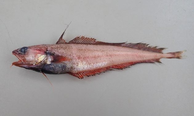 18cm SL 前後になる。鮮度がよければ全身に赤みがある。第一背鰭は糸状に伸びる。下顎にヒゲがある。
