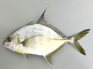 イトヒラアジ