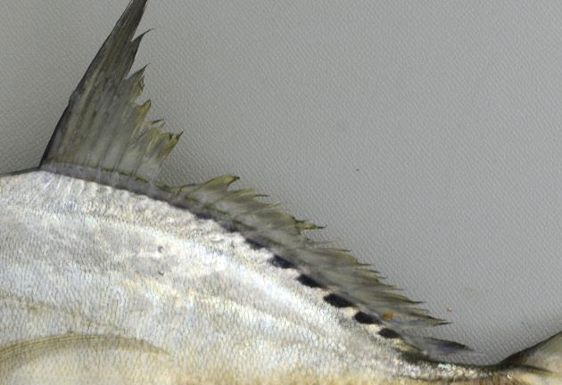 背鰭軟条数は17-19、背鰭軟条基底部分に黒い斑紋が並ぶ。