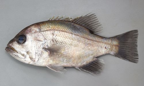 アオバダイ | 魚類 | 市場魚貝類図鑑
