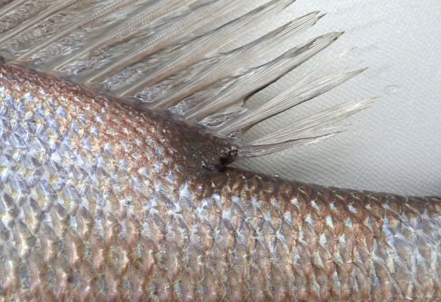 黒く第二背鰭の真後ろに黒い斑文がある。若魚、幼魚のときには褐色の縦に走る筋がある。