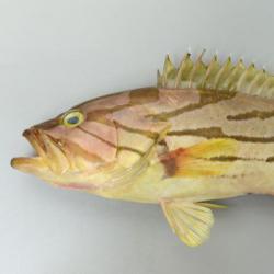 ホウキハタ 魚類 市場魚貝類図鑑