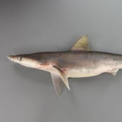 メジロザメ属について 生物一覧ー 市場魚貝類図鑑 メジロザメ属について 生物一覧ー 市場魚貝類図鑑