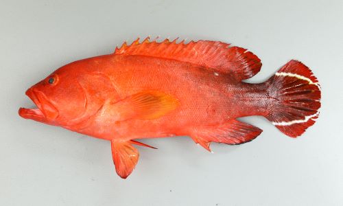 体長22cm前後になる。尾鰭は丸く、斜めに走る白い筋模様が2本ある。