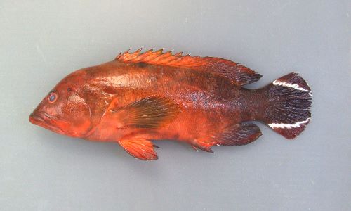 体長22cm前後になる。尾鰭は丸く、斜めに走る白い筋模様が2本ある。