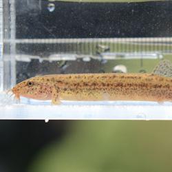 ドジョウ 魚類 市場魚貝類図鑑