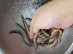 ドジョウ 魚類 市場魚貝類図鑑
