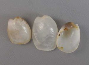 クリックで拡大表示