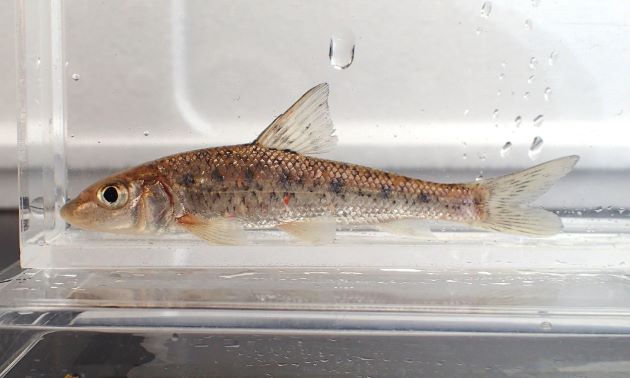 50cm SL を超える。非常に大型になる。成魚は体側に斑紋などはない。［幼魚、秋田県雄物川産］