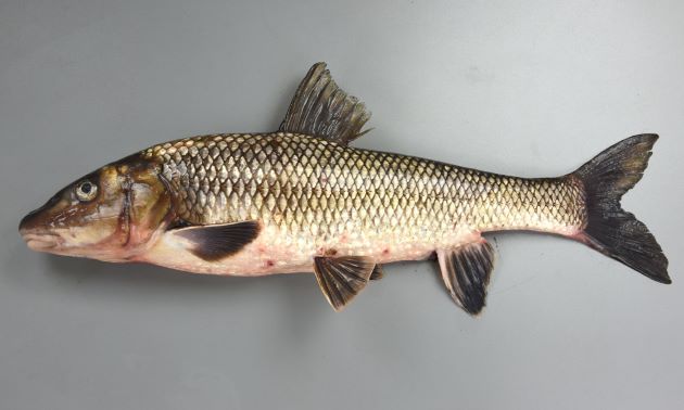 50cm SL を超える。非常に大型になる。成魚は体側に斑紋などはない。［成魚、新潟県産］