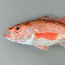 アカムツ ノドグロ 市場魚貝類図鑑
