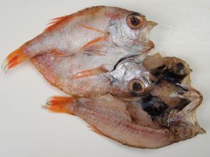 アカムツ ノドグロ 市場魚貝類図鑑