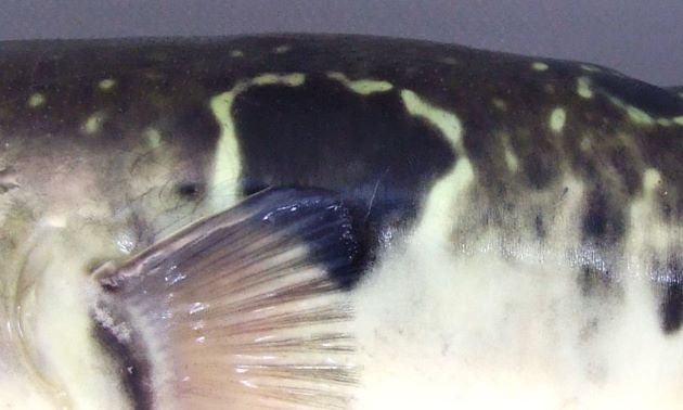 胸鰭上後方にある黒い大きな斑紋には白い縁取りがある。