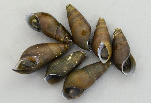 カワニナ | 軟体 | 市場魚貝類図鑑