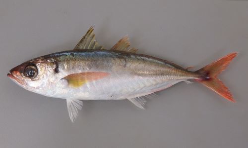 アカアジ | 魚類 | 市場魚貝類図鑑