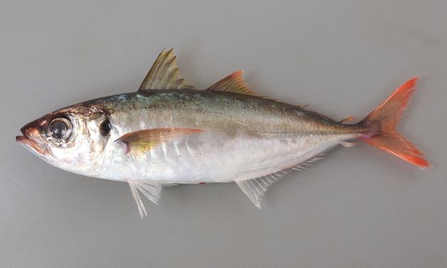 アカアジ 魚類 市場魚貝類図鑑 アカアジ 魚類 市場魚貝類図鑑