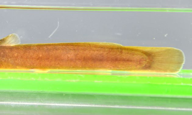 脂鰭があり、長く低く、後端は尾鰭と連続する。尾鰭は丸い。