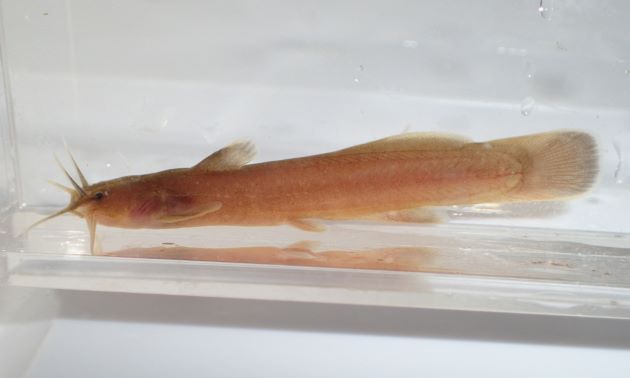 体長10cm前後になる。全体に赤褐色、小さい時は鮮やかに赤い。背鰭は２基、尾鰭は丸い。