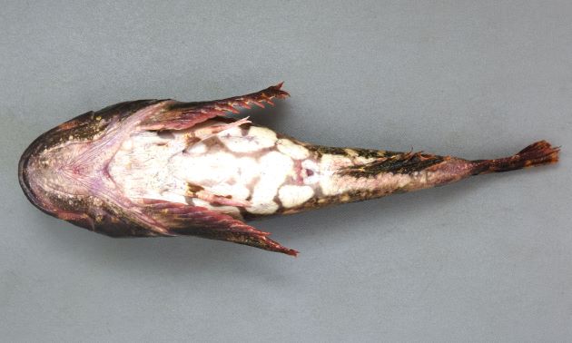 腹部の斑紋は腹鰭の内側にも達するか、内側近くまである。
