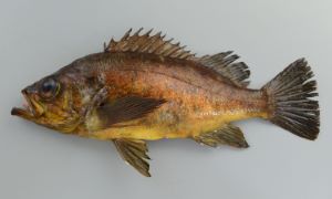 アカメバルのサムネイル写真