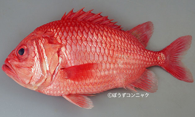 エビスダイの形態写真