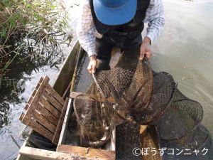 クリックで拡大表示 ナマズ漁の様子