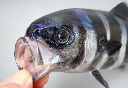 ブリモドキ | 魚類 | 市場魚貝類図鑑