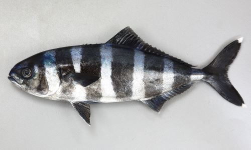ブリモドキ | 魚類 | 市場魚貝類図鑑